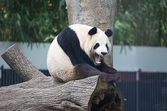 Panda-Update
